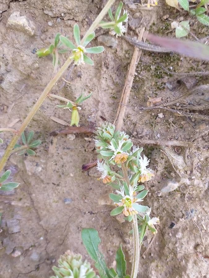 Reseda comune 7