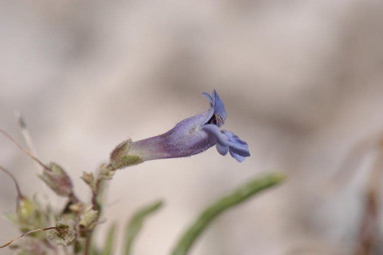 Penstemon 5