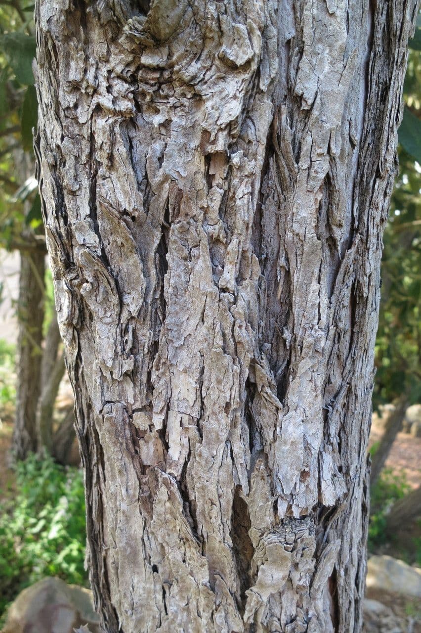 Tarchonanthus