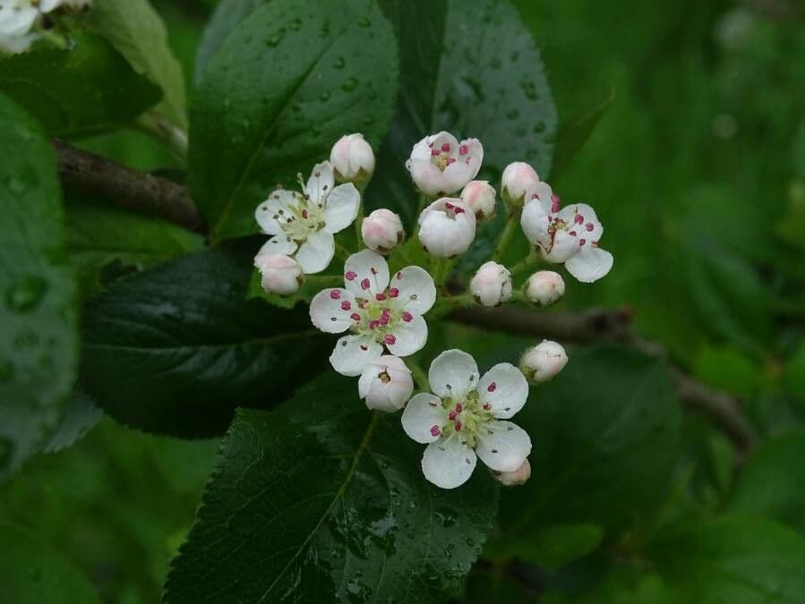 Aronia nera 8