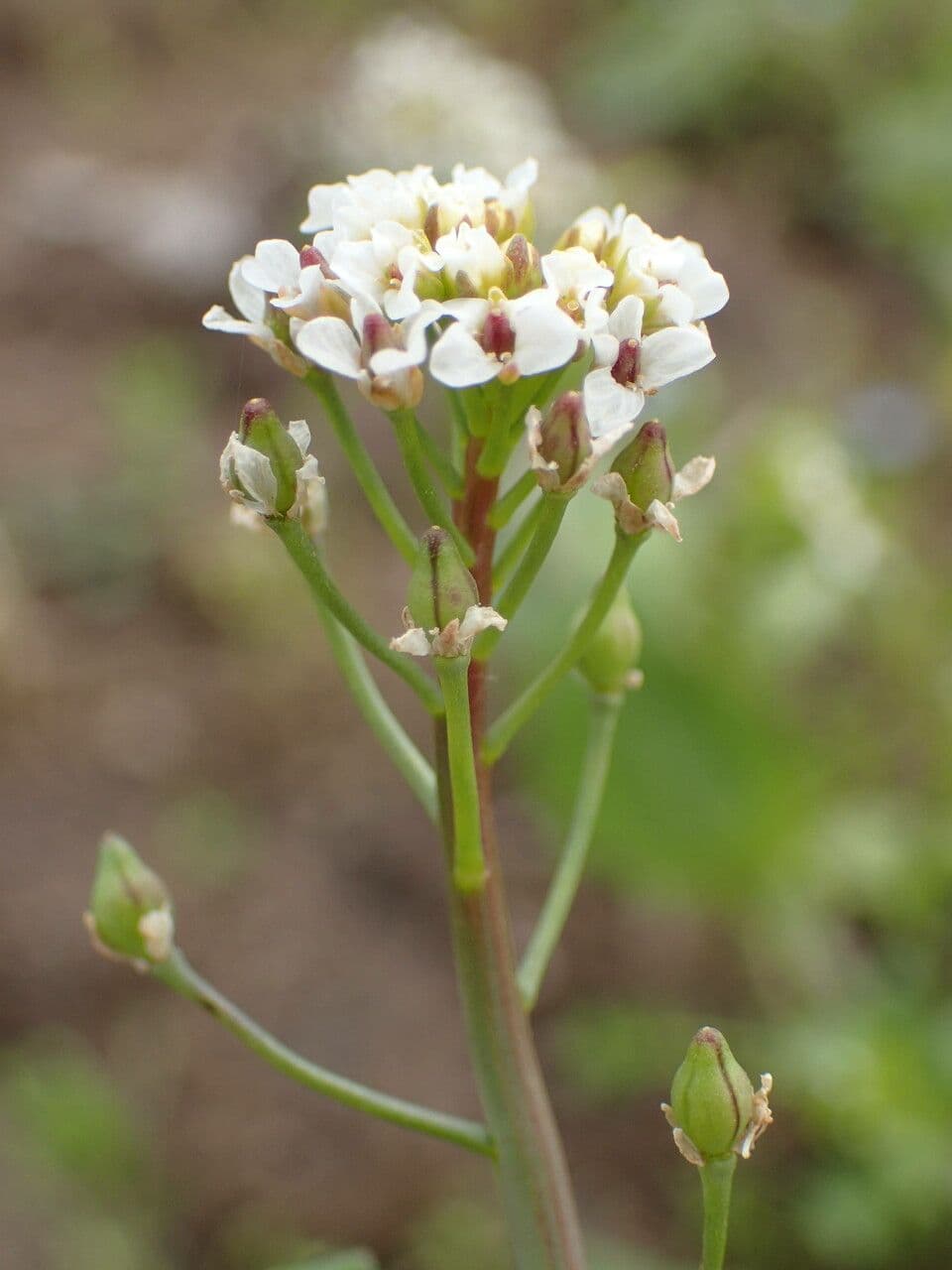 Calepina irregular 28