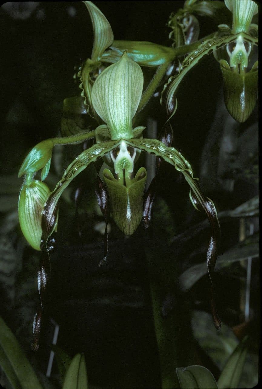 Obcas Parisha 5
