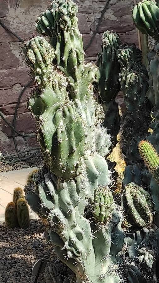 Cactus seto 10