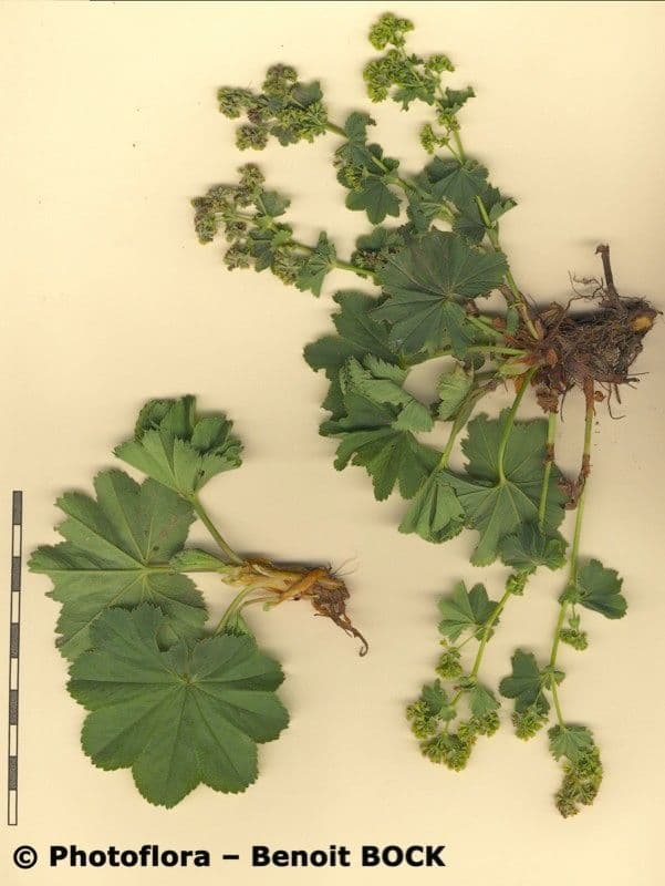 Alchemilla coriacea 15