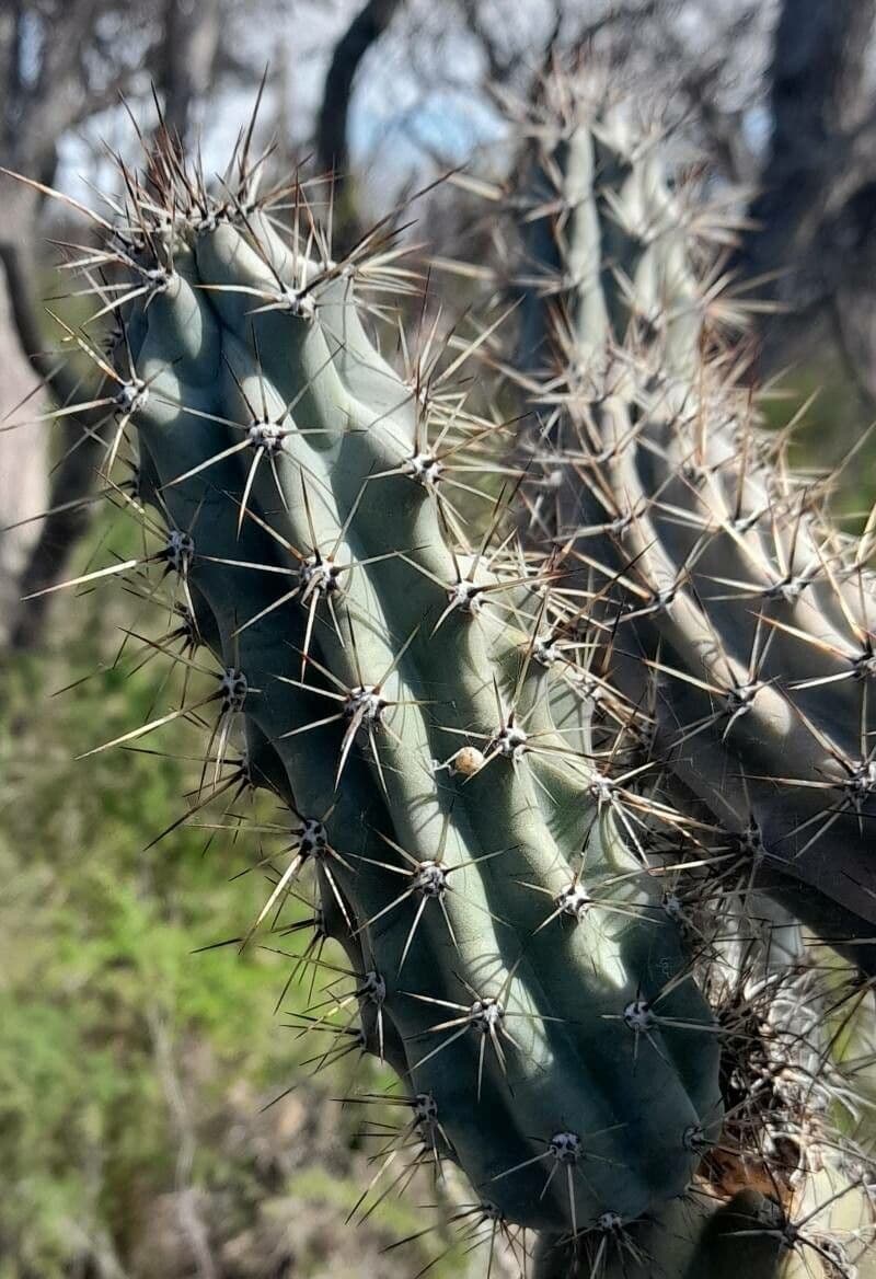 Cereus 13