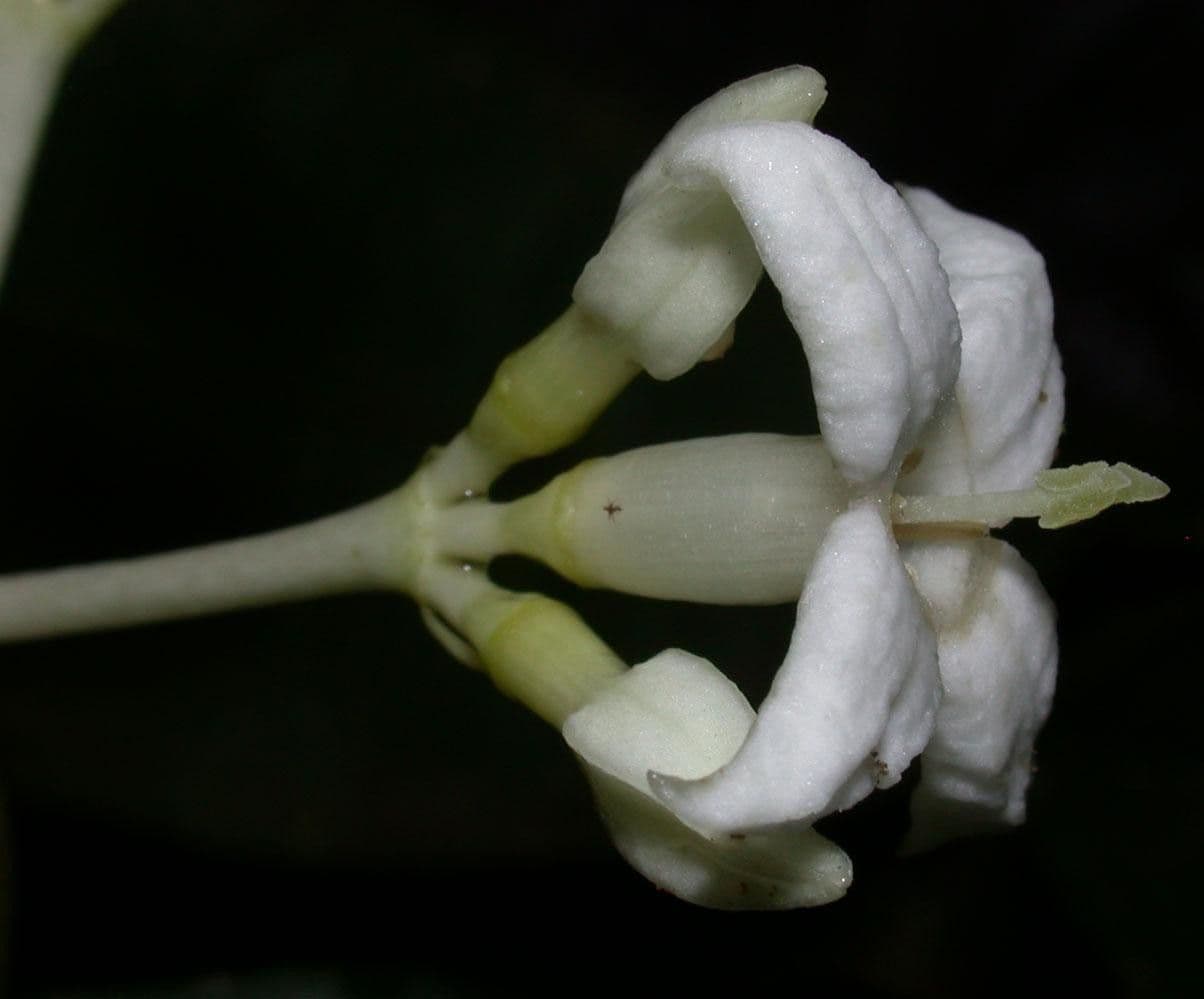 Faramea 6