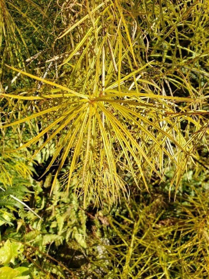 Amsonia 16