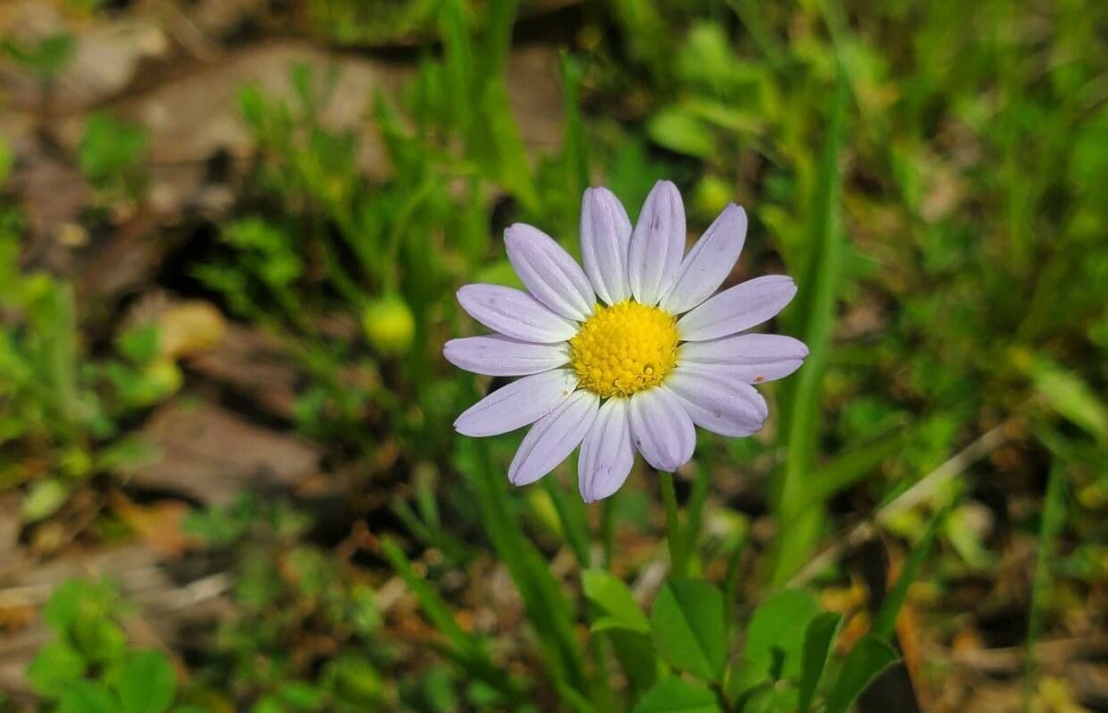 Margherita occidentale