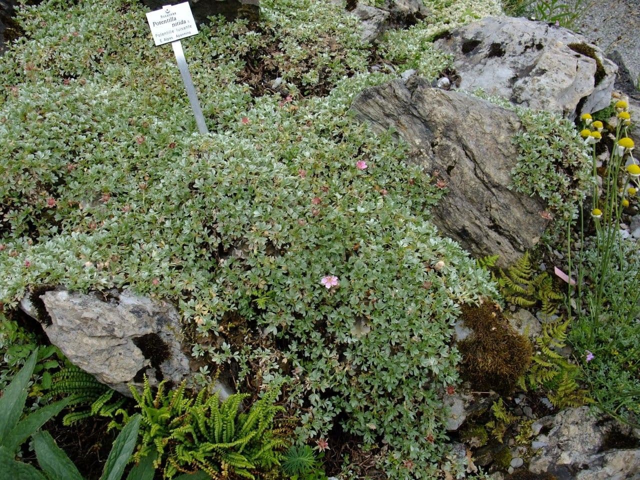 Potentilla lucida 9