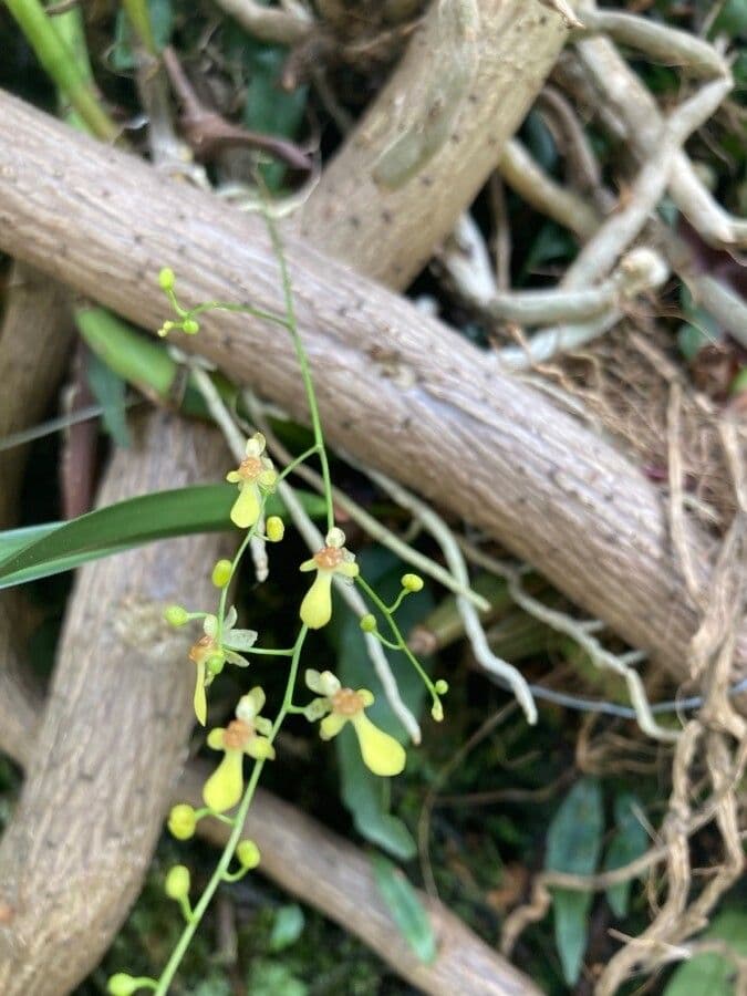 Oncidium
