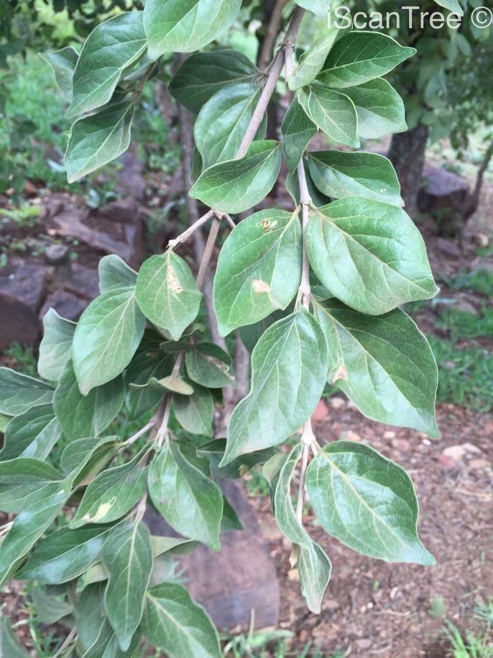 Afrocanthium 11