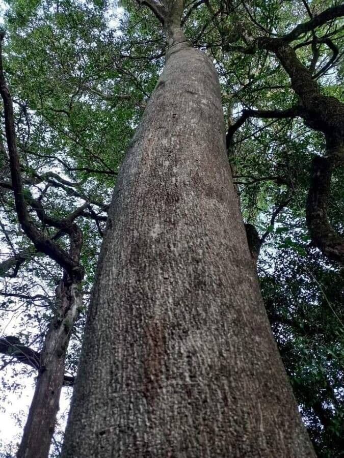 Lonchocarpus 6