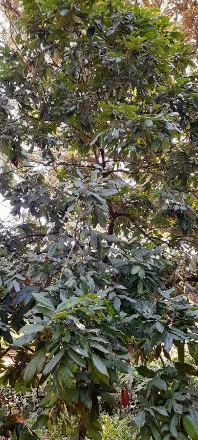 Longan 14