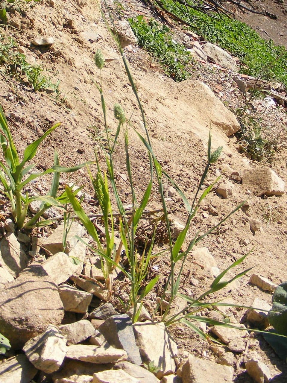 Scagliola 13