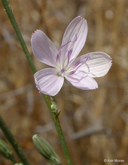 Stephanomeria virgata 3