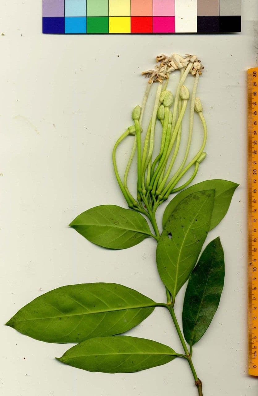 Posoqueria latifolia 24