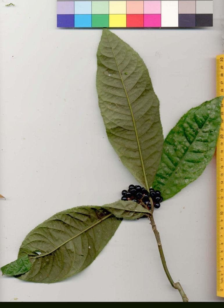 Ardisie 16