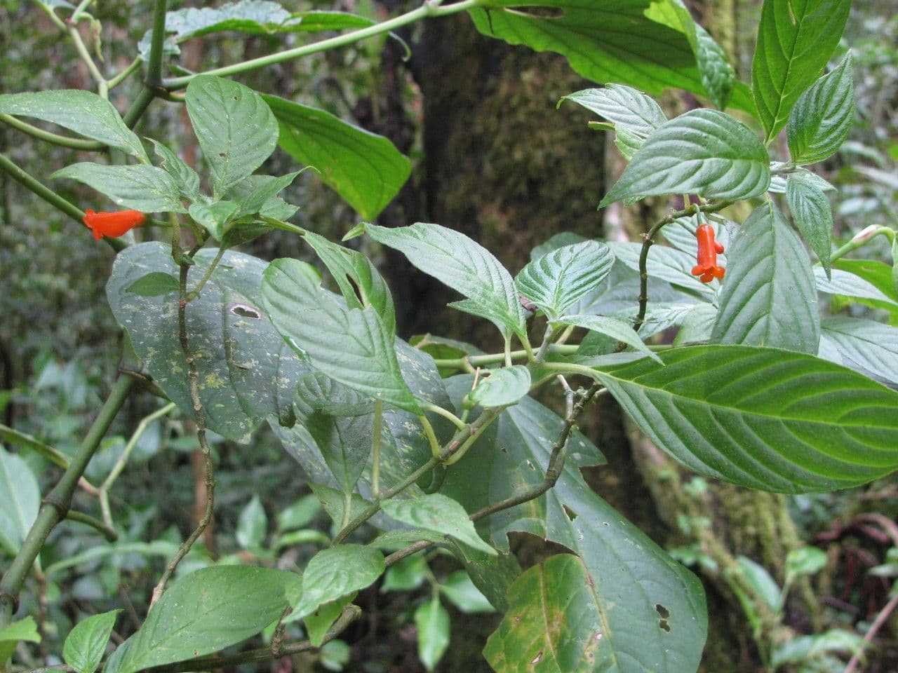 Besleria simile al solano