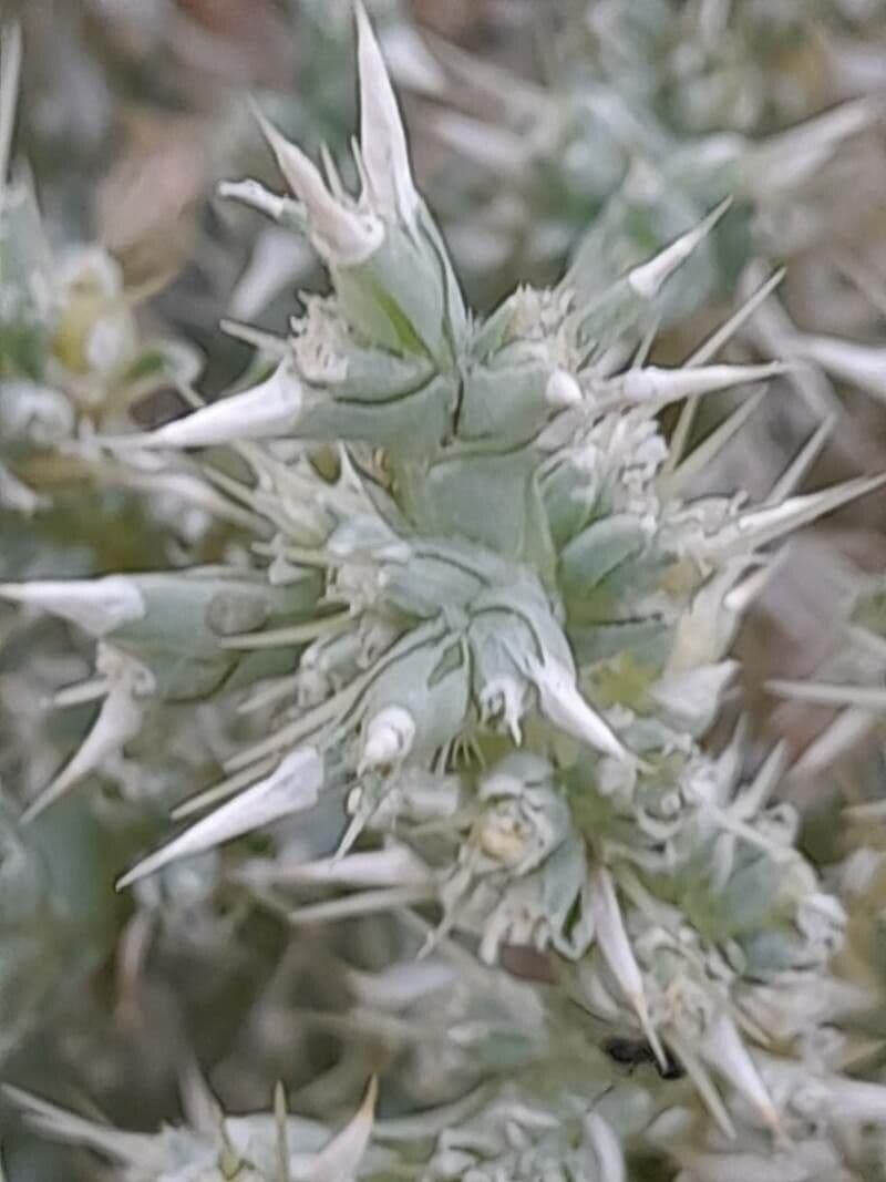 Cornulaca 13
