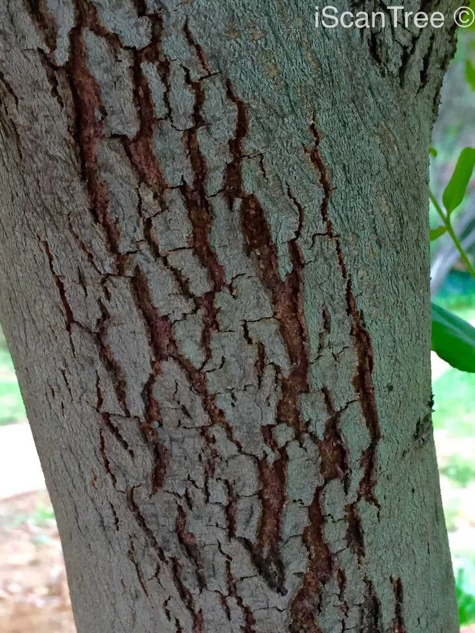 Euclea crépu 17