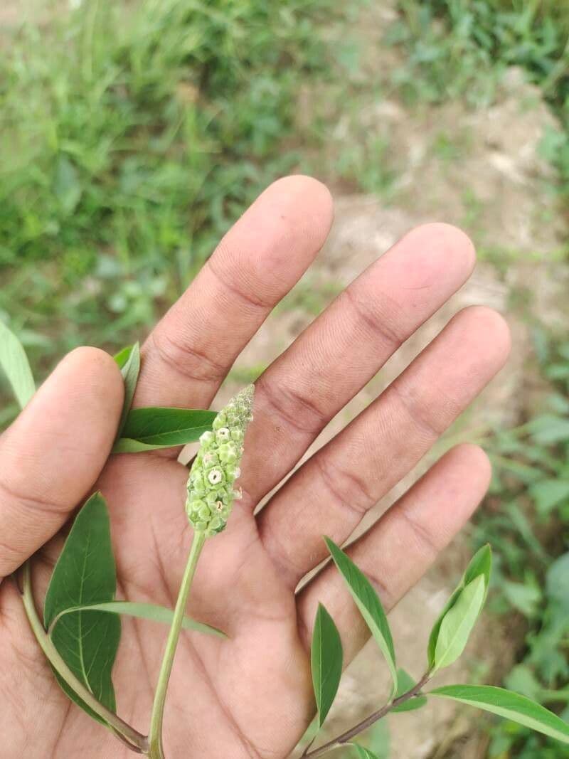 Sphenoclea 15