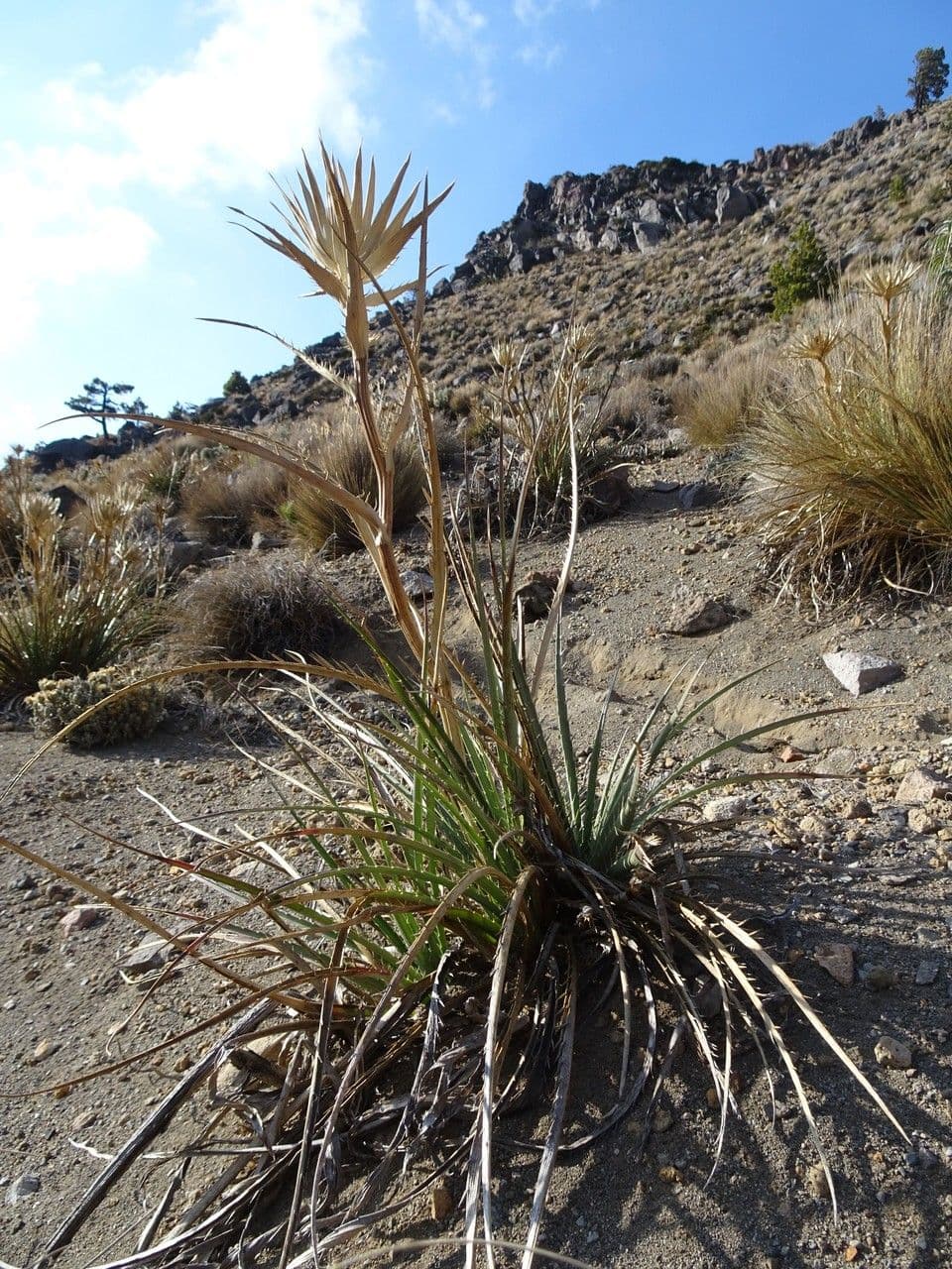 Eringio 6