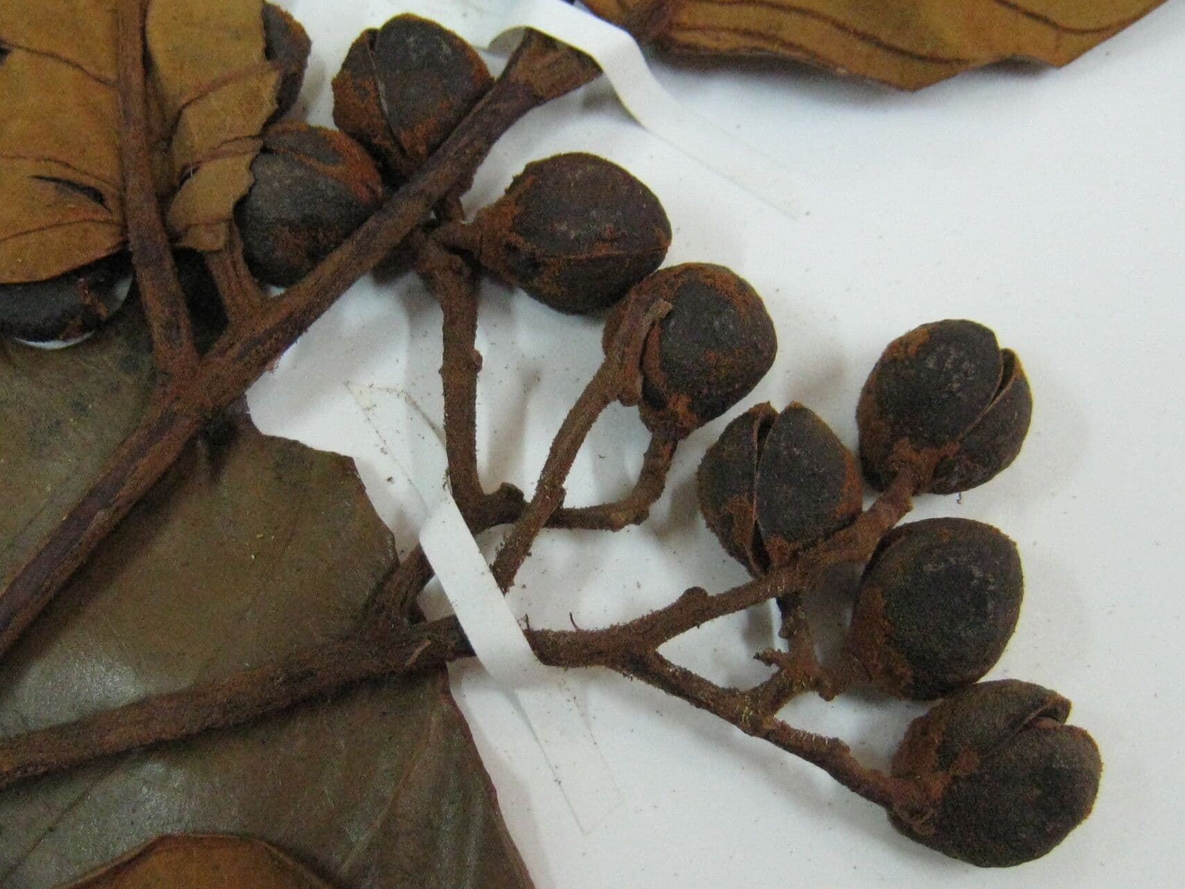 Virola sebifera 25