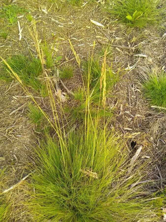 Festuca filiforme 6