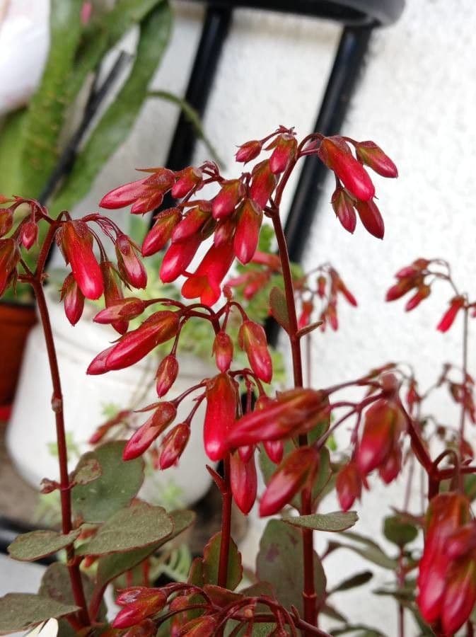 Kalanchoe 4
