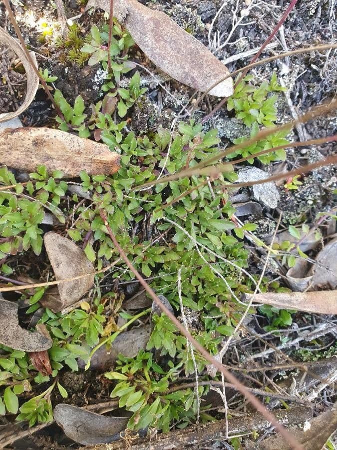 Lobelia 10