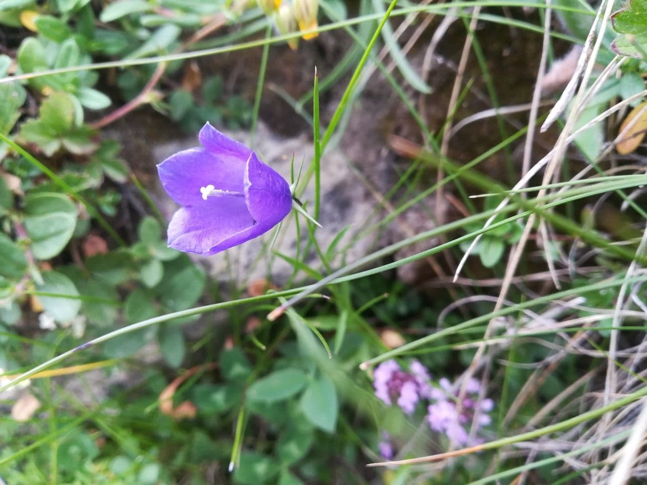 Campanula di Scheuchzer 9