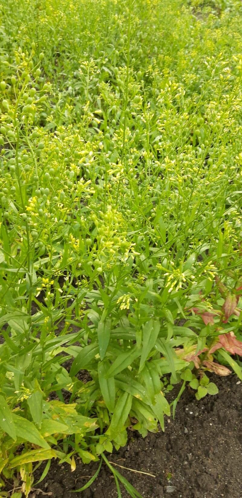Camelina 16