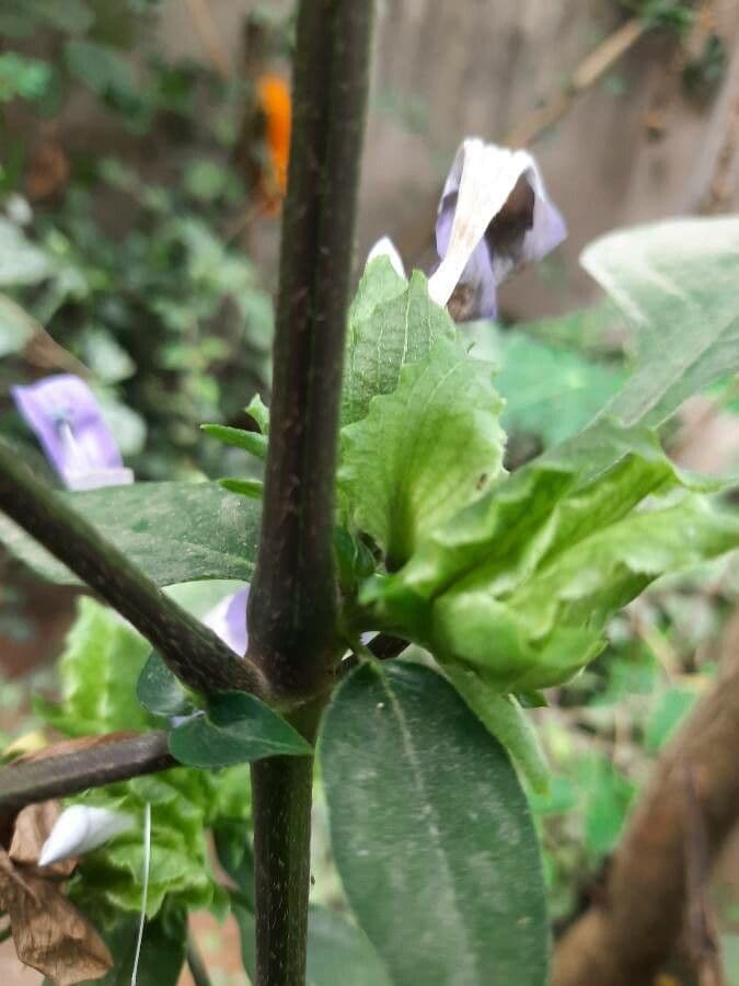 Barleria 15