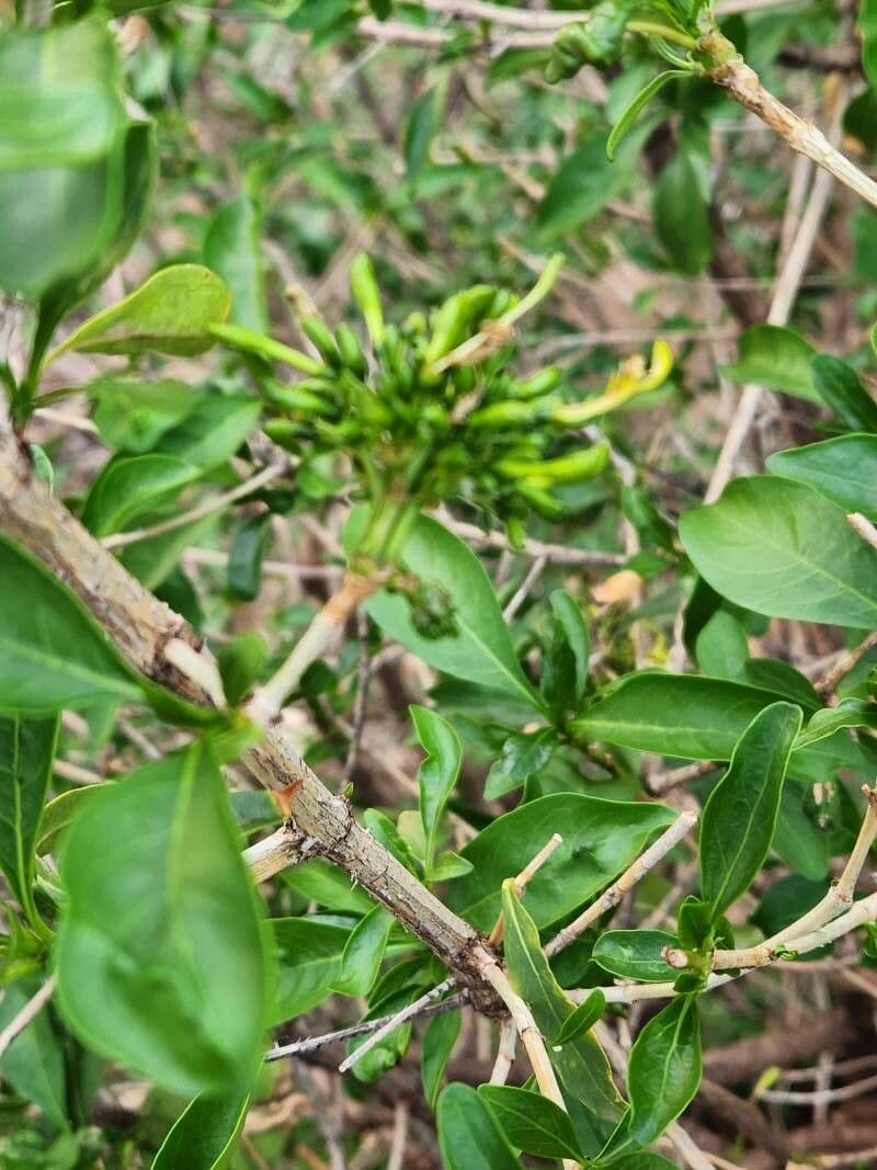 Coptosperma graveolens 6