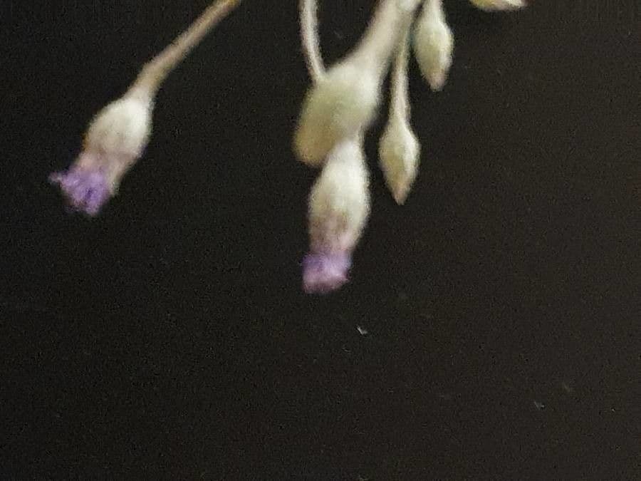 Gutenbergia Rueppella 6