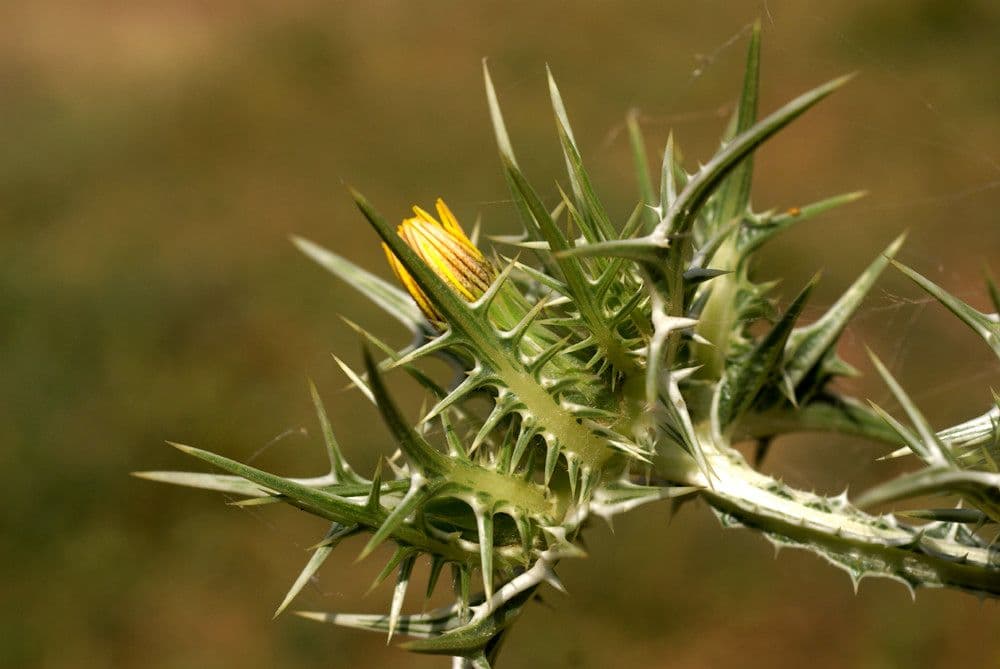 Girasole maculato 27