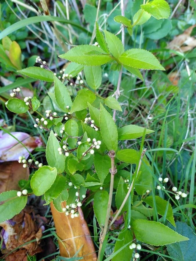Deutzia gracilis 26
