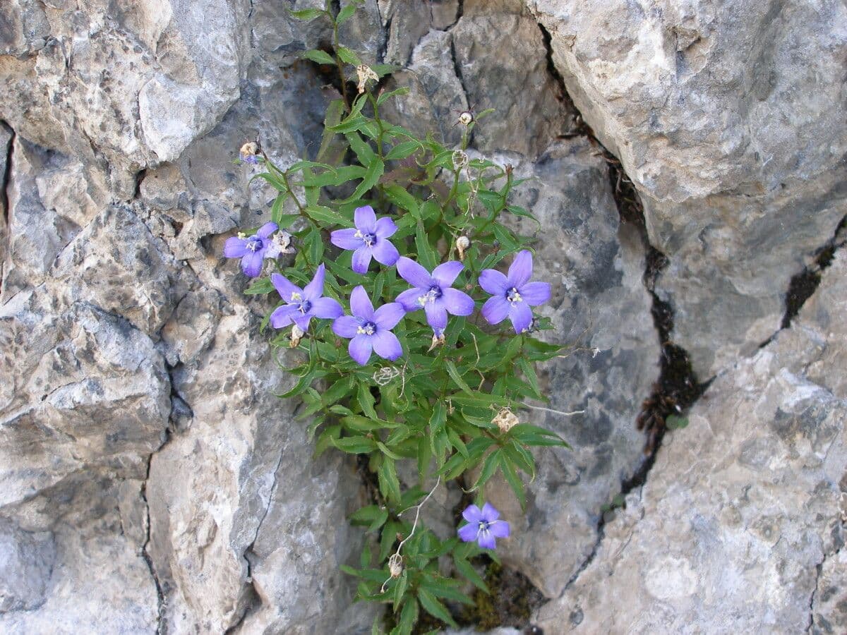 Campanula di Waldstein