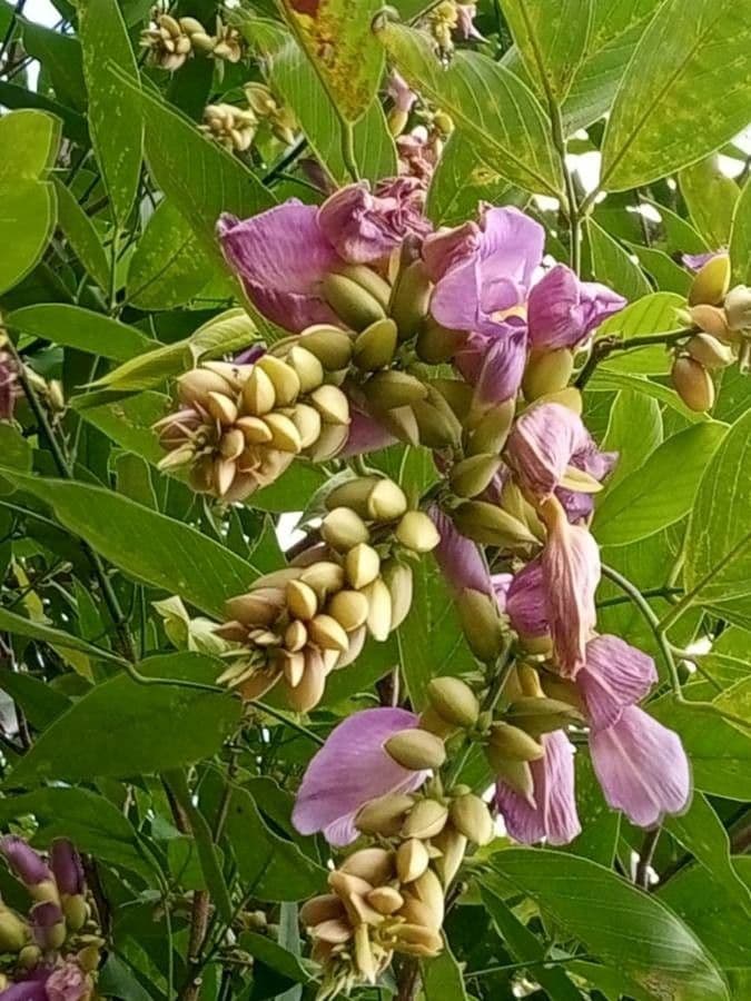 Clitoria fairchildiana 8