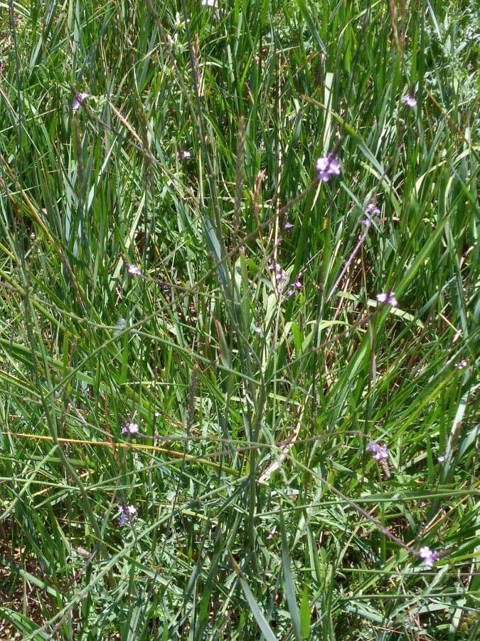 Verbena comune 12