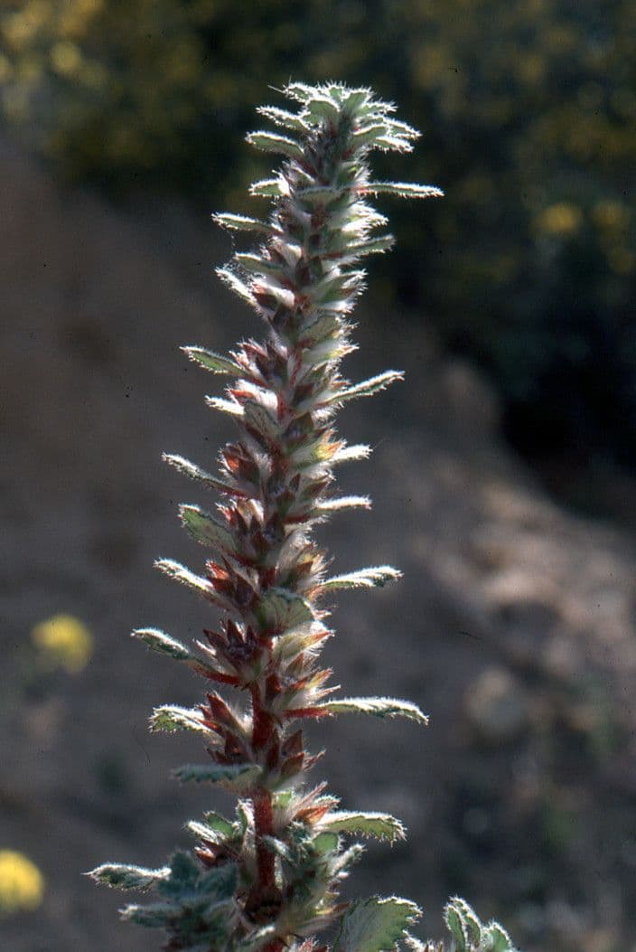 Forsskaolea 6