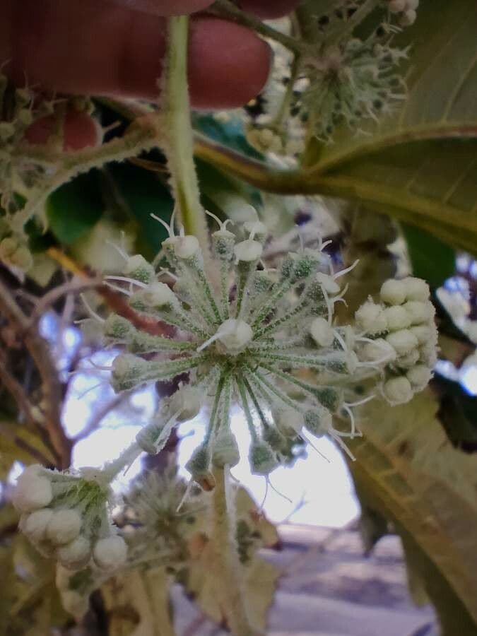 Tetrapanax papyrový 8