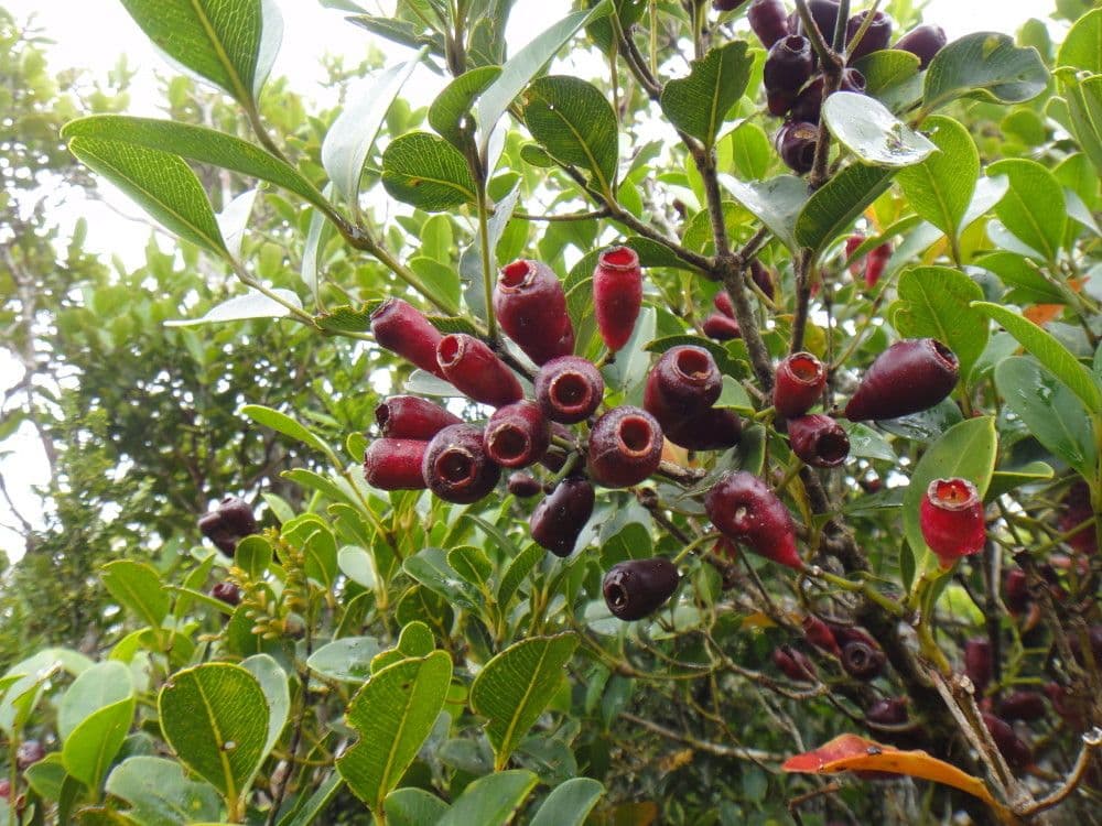 Syzygium arboreo