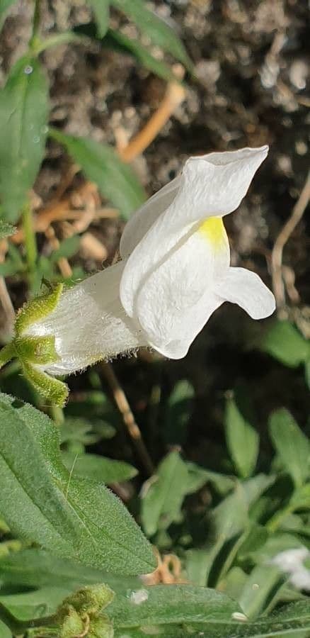 Gänsblume 7
