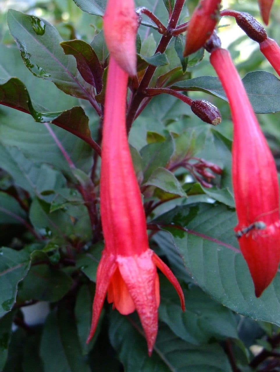 Fuchsien 5