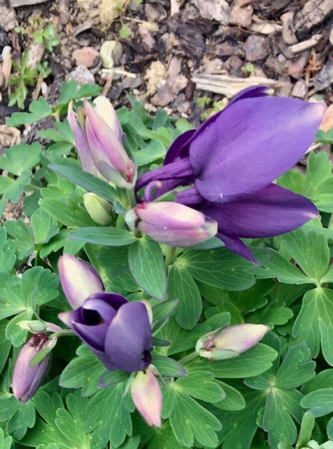 Aquilegia comune 28