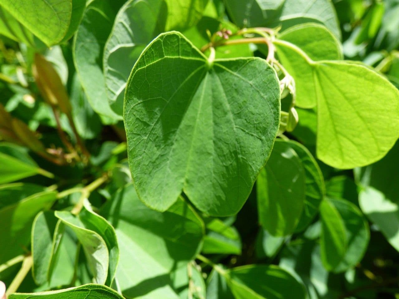 Bauhinia galpinii 16