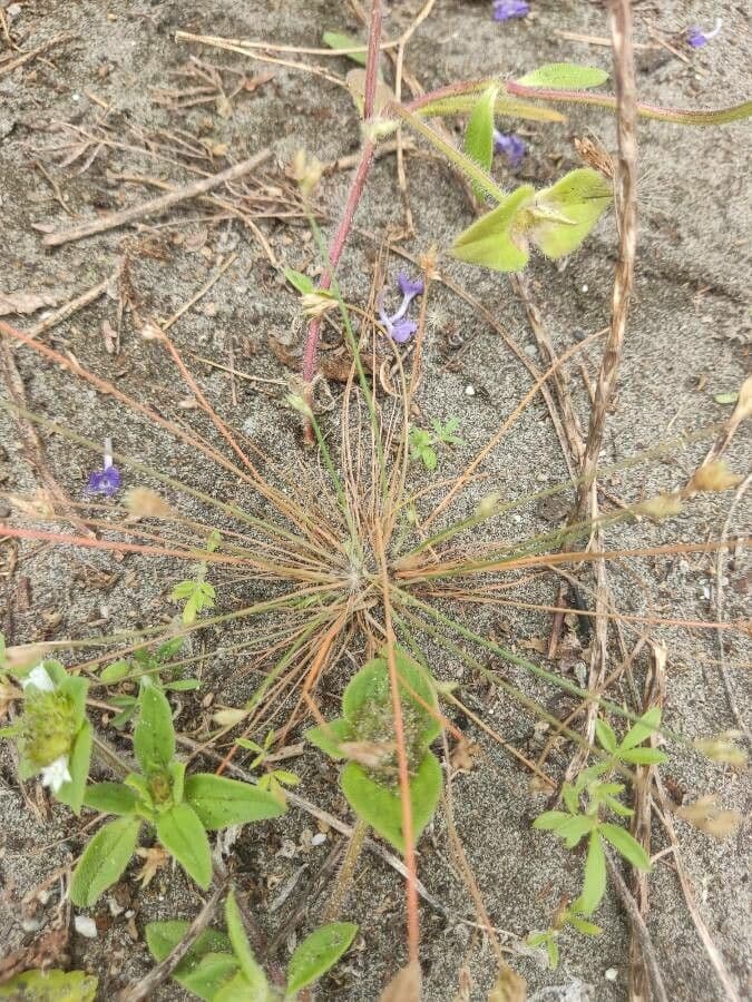 Bulbostylis barbata 6