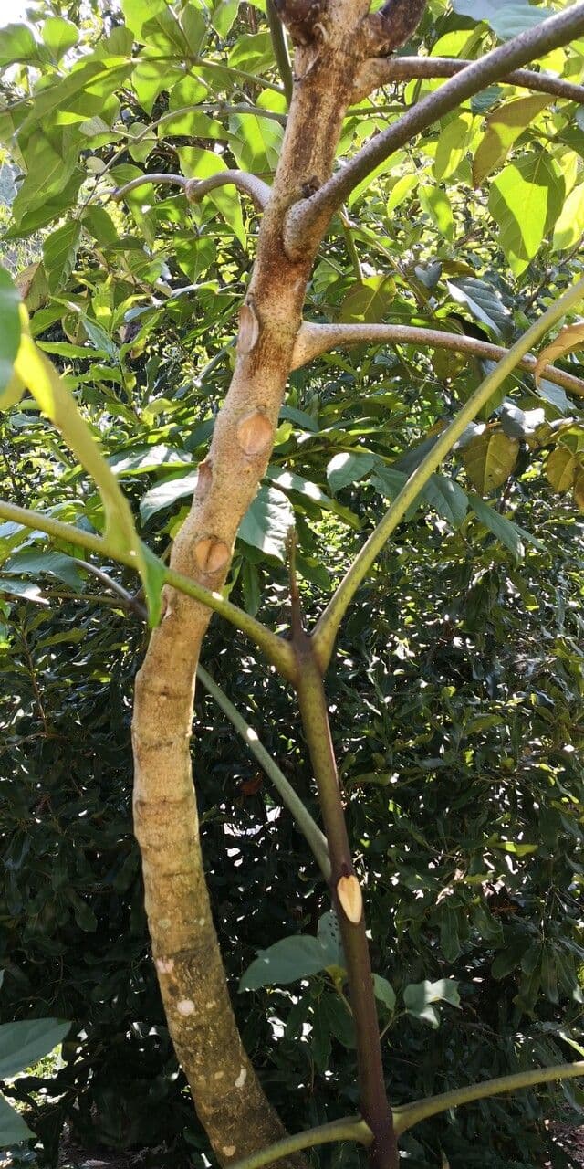 Celtis sinensis 17