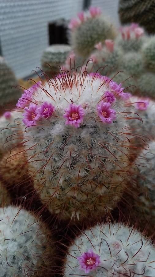 Cactus 5